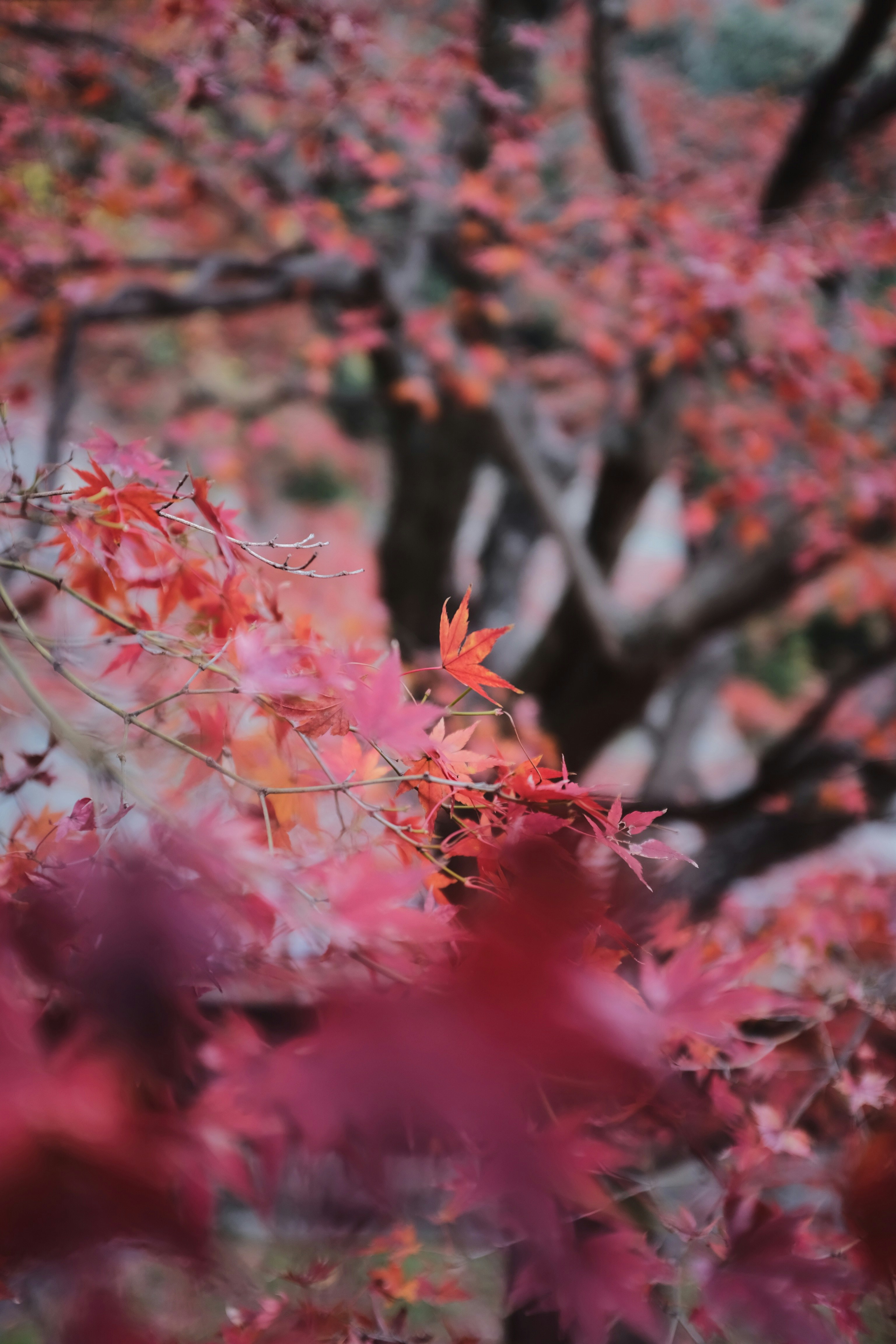 red maple leaves on tree branch